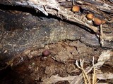 Psathyrella piluliformis image