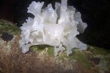 Tremella fuciformis image