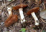 Cortinarius flavobasilis image