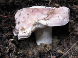 Russula cyanoxantha image