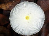Leucocoprinus fragilissimus image
