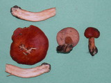 Lactarius subviscidus image