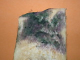 Russula graveolens image