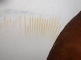Russula graveolens image