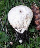 Calvatia lloydii image