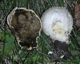 Calvatia lloydii image