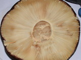 Russula graveolens image