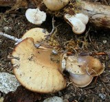 Lentinellus montanus image
