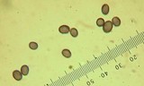 Lentinellus montanus image