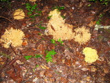 Ramaria rasilispora image