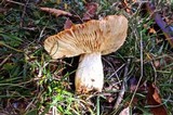 Russula foetens image