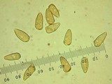 Inocybe chelanensis image