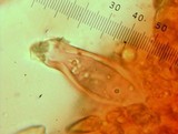 Inocybe chelanensis image