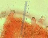 Inocybe chelanensis image