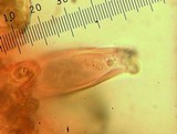 Inocybe chelanensis image