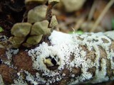 Ceratiomyxa fruticulosa var. fruticulosa image