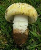Amanita aprica image