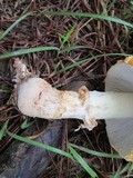 Amanita persicina image