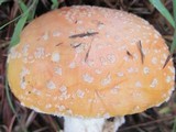 Amanita persicina image