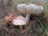 Amanita persicina image