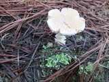 Amanita persicina image
