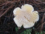 Amanita persicina image