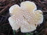 Amanita persicina image