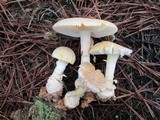 Amanita persicina image