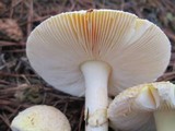 Amanita persicina image