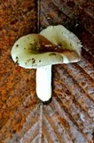 Russula fragilis image