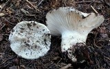 Hygrophorus subalpinus image