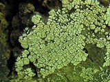 Xylobolus frustulatus image