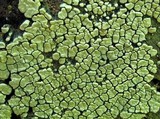 Xylobolus frustulatus image