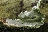 Kretzschmaria deusta image