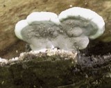 Kretzschmaria deusta image