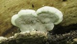 Kretzschmaria deusta image