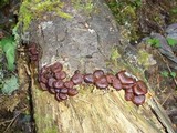 Kuehneromyces lignicola image