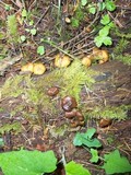 Kuehneromyces lignicola image