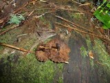 Kuehneromyces lignicola image
