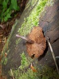 Kuehneromyces lignicola image