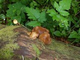Kuehneromyces lignicola image