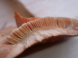 Lactarius subviscidus image