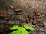 Kuehneromyces lignicola image