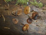 Kuehneromyces lignicola image