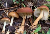 Rhodocollybia butyracea image