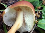 Rhodocollybia butyracea image