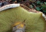 Suillus spraguei image