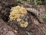 Ramaria rasilispora var. rasilispora image