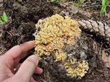 Ramaria rasilispora image