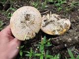 Amanita aprica image